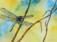 Watercolor by Anji Grainger