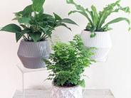 House Plants